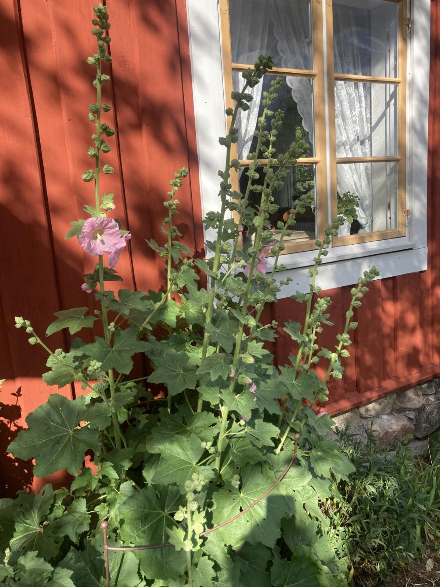 Thorstorps Gard B&B Söderköping Zewnętrze zdjęcie